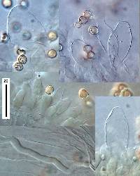 Pluteus podospileus image