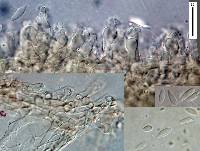 Thumbnail image of current specimen