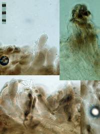 Pluteus nanus image