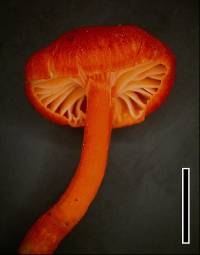 Hygrocybe miniata image