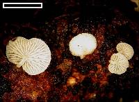 Hemimycena tortuosa image