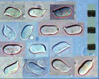 Hygrocybe procera image