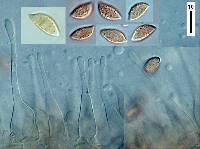 Naucoria escharoides image