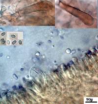 Thumbnail image of current specimen