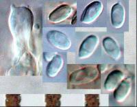 Clitocybe brunneoceracea image