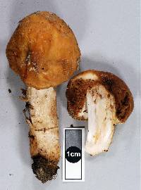 Thumbnail image of current specimen
