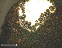 Xylaria castorea image