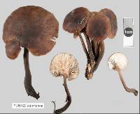 Thumbnail image of current specimen