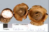 Geastrum velutinum image