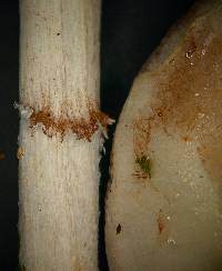 Thumbnail image of current specimen