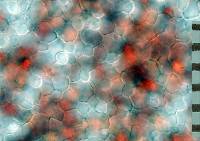 Leucocoprinus cepistipes image