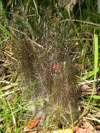 Phycomyces nitens image