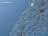Agaricus crocodilinus image