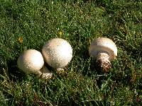 Agaricus crocodilinus image