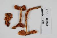 Thumbnail image of current specimen