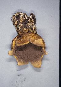 Scleroderma cepa image