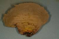 Calvatia cyathiformis image