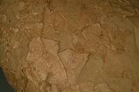 Calvatia cyathiformis image