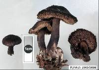 Media resource of Sarcodon thwaitesii