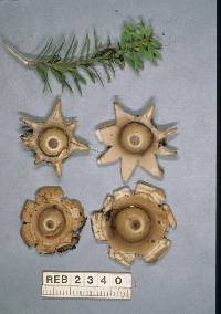 Geastrum lageniforme image