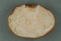 Cortinarius peraurantiacus image