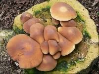 Image Associated With the Occurrence