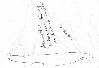 Pleurotopsis longinqua image