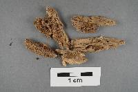 Artomyces colensoi image