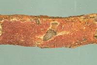 Thumbnail image of current specimen