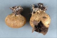 Scleroderma cepa image