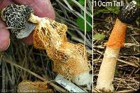 Media resource of Dictyophora cinnabarina