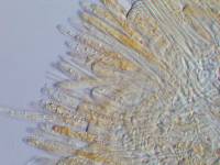 Lachnum pteridophyllum image