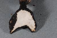 Xylaria castorea image