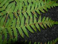 Thumbnail image of current specimen