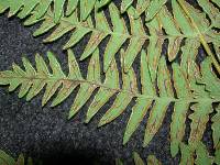 Thumbnail image of current specimen