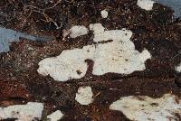 Media resource of Tubulicium dussii