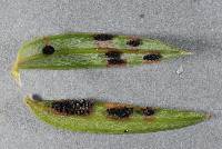 Corynelia tropica image