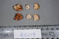 Descomyces albus image