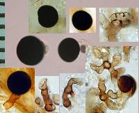 Media resource of Nigrospora sacchari
