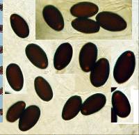 Coprinellus flocculosus image