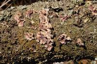 Chondrostereum purpureum image