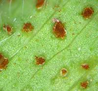 Uromyces trifolii-repentis var. trifolii-repentis image