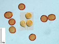 Uromyces trifolii-repentis var. trifolii-repentis image