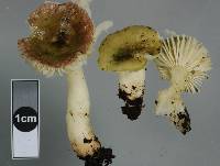Thumbnail image of current specimen
