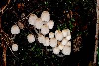 Coprinellus aureogranulatus image
