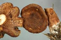 Lactarius rufus image
