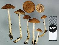 Media resource of Naucoria salicis