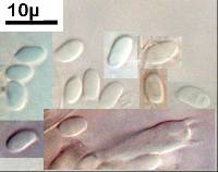 Clitocybe brunneoceracea image