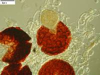 Podosphaera fusca image