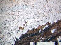 Subulicystidium longisporum image